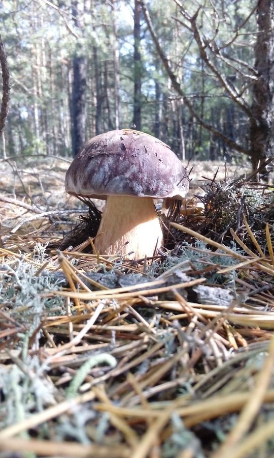 Pulemchanka Pulemets エクステリア 写真